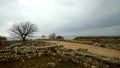 View of a tree and stone wall in Hersonissos Tauride