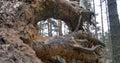 View through tree stump, 4k