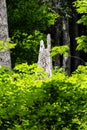 View of a tree stump Royalty Free Stock Photo