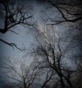 a tree tops of several beech and oak trees in the Sababurg primeval forest, Lomography, Holga Royalty Free Stock Photo