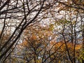 View of tree trunks and branches in autumn Royalty Free Stock Photo