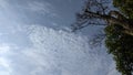 the view of the trees against the blue sky and clouds is beautiful Royalty Free Stock Photo