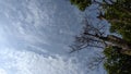 the view of the trees against the blue sky and clouds is beautiful Royalty Free Stock Photo