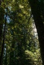 The sun passing between the branches of the trees in the Avenue of the Giants, California, USA.