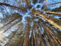 View of trees from below, dense pine forest Royalty Free Stock Photo