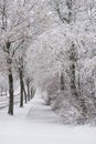 trees covered by the snow in border urban park in the city by snowstorm Royalty Free Stock Photo