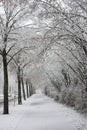 trees covered by the snow in border urban park in the city by snowstorm Royalty Free Stock Photo