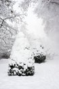 trees covered by the snow in a public garden by snowy day Royalty Free Stock Photo