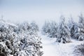 View of trees covered with snow through snowing Royalty Free Stock Photo