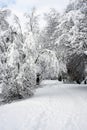 trees covered by the snow in a winter landscape by sunny day Royalty Free Stock Photo