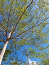 view of trees in the evening