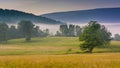 View of trees in a farm field and distant mountains on a foggy m Royalty Free Stock Photo