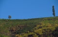 View trees and  the Farmfield with  background blue sky Royalty Free Stock Photo