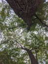 View of Trees with green leaves from below