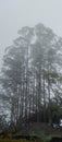 view of trees and house on mountain with foggy cold weather