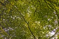 View of trees from inside a forest Royalty Free Stock Photo