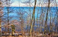 View through the trees on Lake Schwerin