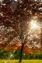 View of trees in lawn, with rays of sunset crossing the leaves. In park at the center of Bologna. Royalty Free Stock Photo