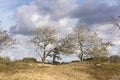 View on trees letting their last leaves go. These trees are in the area of the Waterleidingduinen