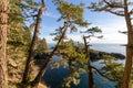 Pacific coast view from behind pine trees Royalty Free Stock Photo