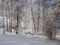 View of trees in a park fully covered with heavy snow on a sunny winter day with contrasting sky in background. Trees, shrubs and Royalty Free Stock Photo