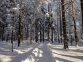 View of trees in a park fully covered with heavy snow on a sunny winter day with contrasting sky in background. Trees, shrubs and Royalty Free Stock Photo