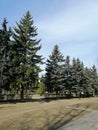 View of the trees and the path in the Park