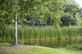 View of trees, pond, plants at Vondelpark