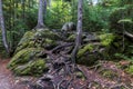 View of trees and rocks in the Mont Tremblant National Park. Canada Royalty Free Stock Photo