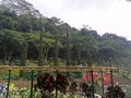 View of the trees in Selecta Malang park and there are rails from the roller coaster Royalty Free Stock Photo