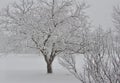 View of trees and shrubs covered in frosty snow during a winter snow storm Royalty Free Stock Photo