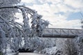 trees silhouettes and bridge covered by the snow in border frozen river by sunny day Royalty Free Stock Photo