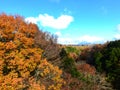 view trees and some colour leafs.