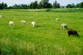 Sheeps are grazing in the meadow in Marken, Amsterdam.