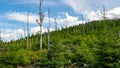 View of trees and tree trunks with cloudy sky in Giant Mountains/Karkonosze.