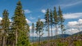 View of trees and tree trunks with cloudy sky in Giant Mountains/Karkonosze.