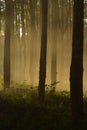 A view of trees trunks in the middle of the forest at night