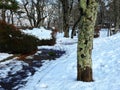 trees and snows. Royalty Free Stock Photo