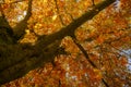 View into a treetop with colorful red and golden autumn leaves, seasonal nature background, copy space