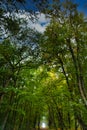 View into the treetop of a deciduous forest. Photo from a nature park on the Darss