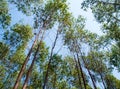 View at the treetop of eucalyptus trees in the farmland