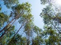 View at the treetop of eucalyptus trees in the farmland