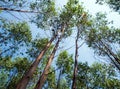 View at the treetop of eucalyptus trees in the farmland