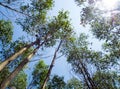 View at the treetop of eucalyptus trees in the farmland