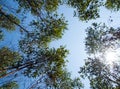 View at the treetop of eucalyptus trees in the farmland