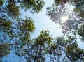 View at the treetop of eucalyptus trees in the farmland