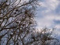 View into a treetop with numerous nests