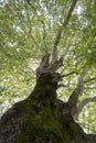 View through the treetop of a plane tree