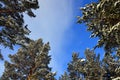 View of the treetops from below. Winter landscape. The blue sky is half covered with white clouds Royalty Free Stock Photo