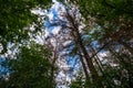 View into the treetops, dead trees between healthy trees, blue sky